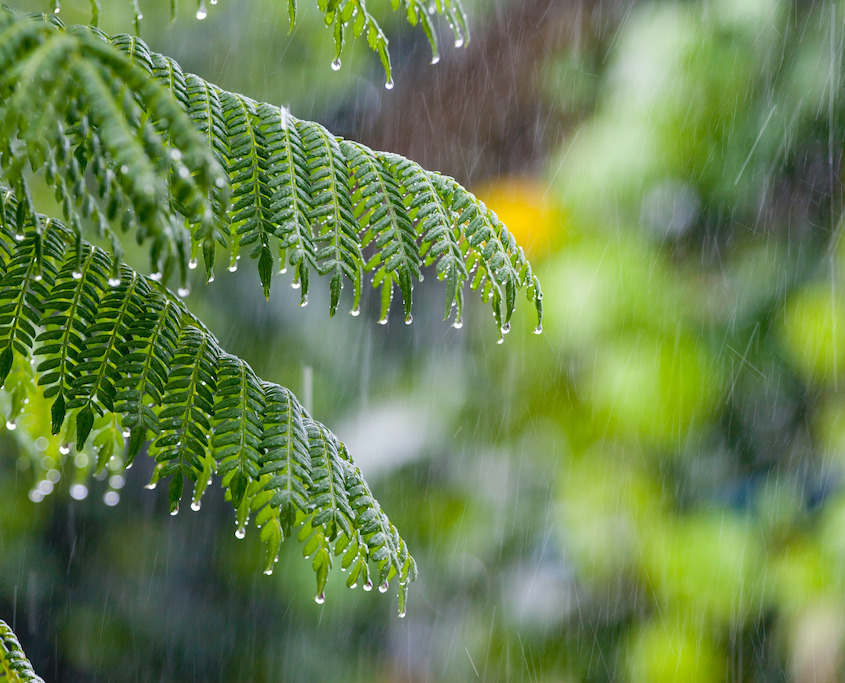 1588416 Tropical rain in the forest